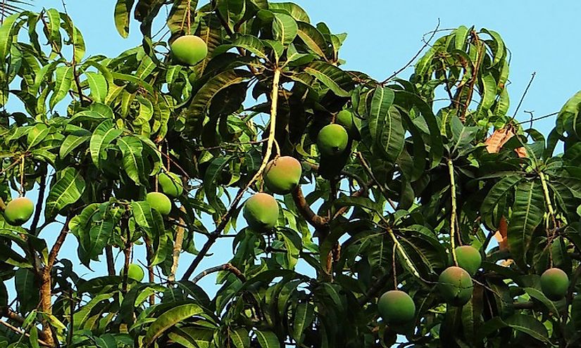 Detail Mango Images Nomer 42