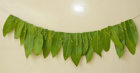 Detail Mango Leaf Garland Nomer 39