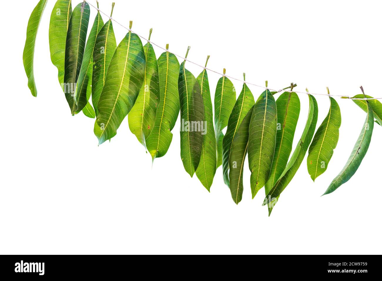 Detail Mango Leaf Garland Nomer 51