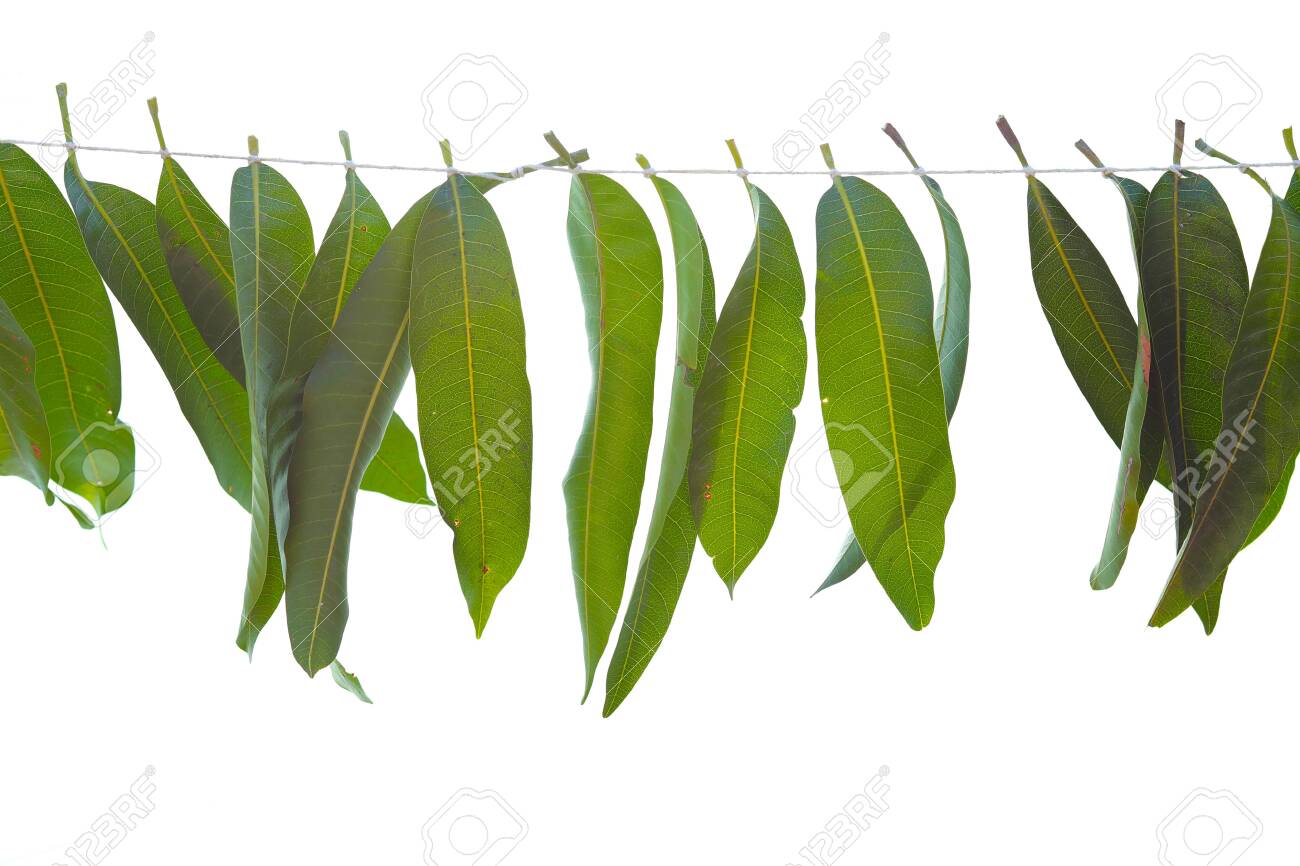 Detail Mango Leaves Garland Nomer 40