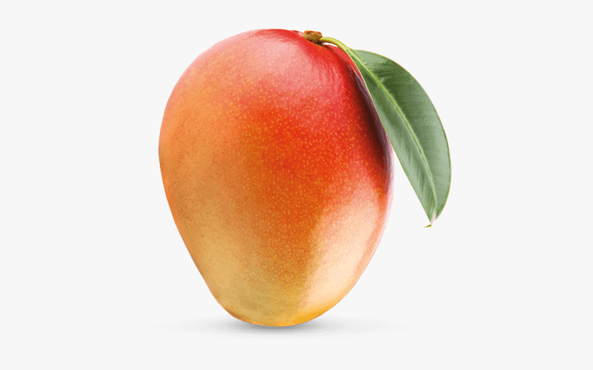 Detail Mango No Background Nomer 33