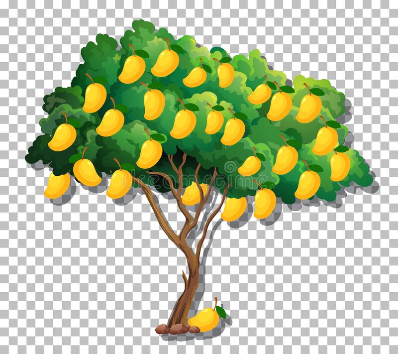 Detail Mango Tree Clipart Nomer 33