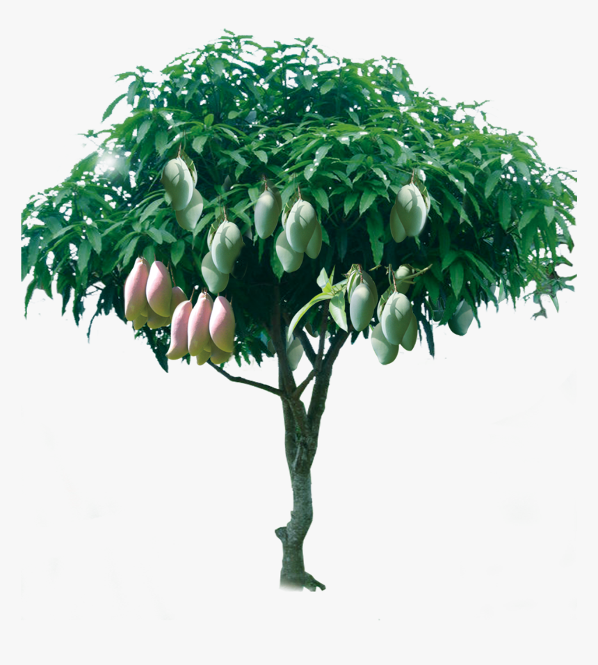 Mango Tree Png - KibrisPDR