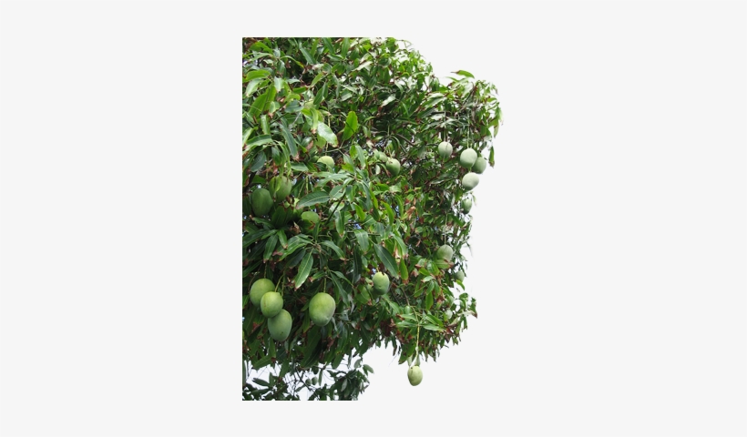 Detail Mango Tree Png Nomer 16