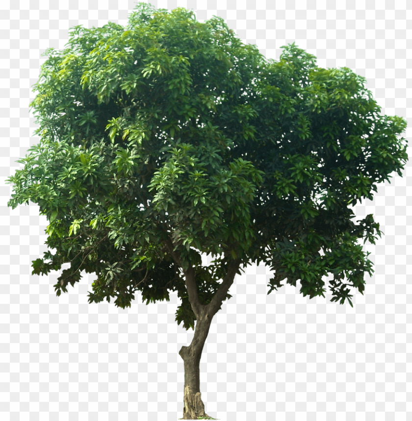 Detail Mango Tree Png Nomer 3