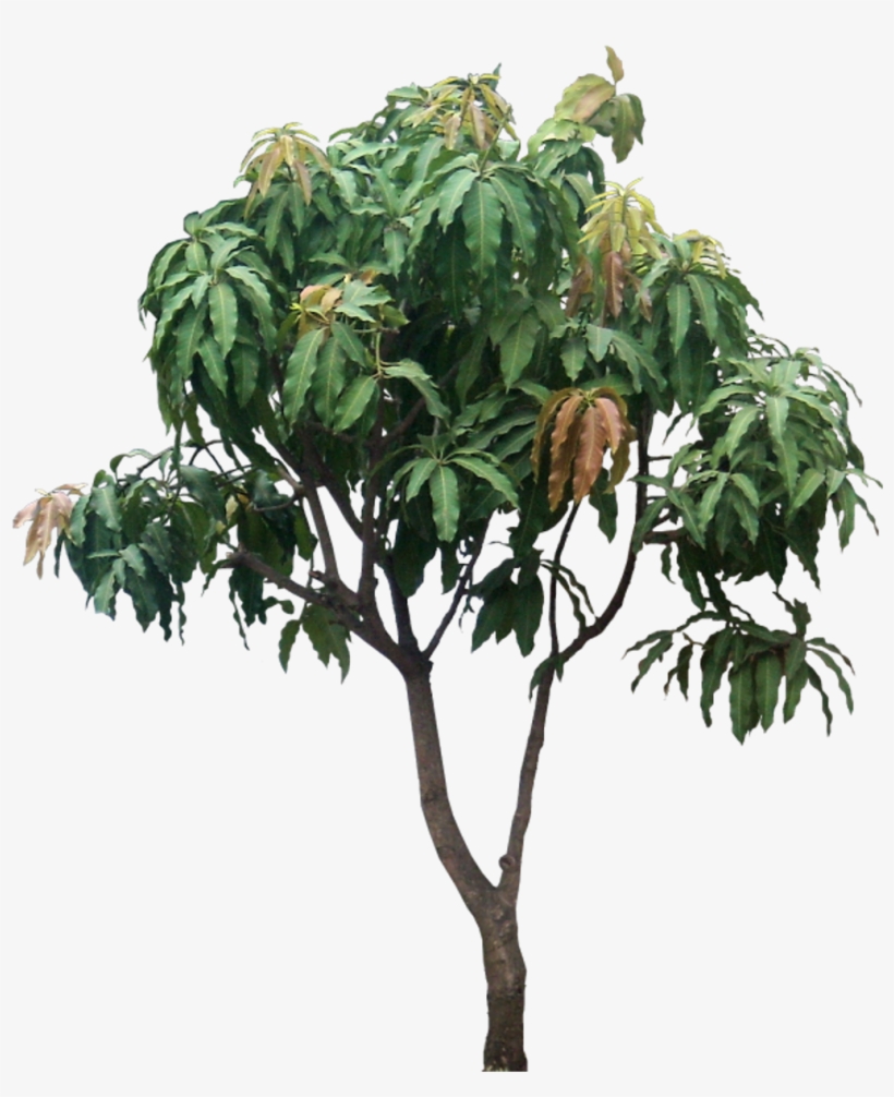 Detail Mango Tree Png Nomer 4