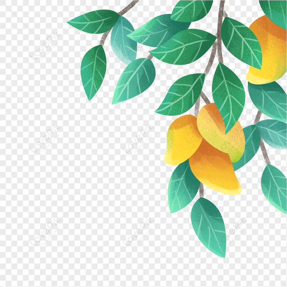 Detail Mango Tree Png Nomer 27