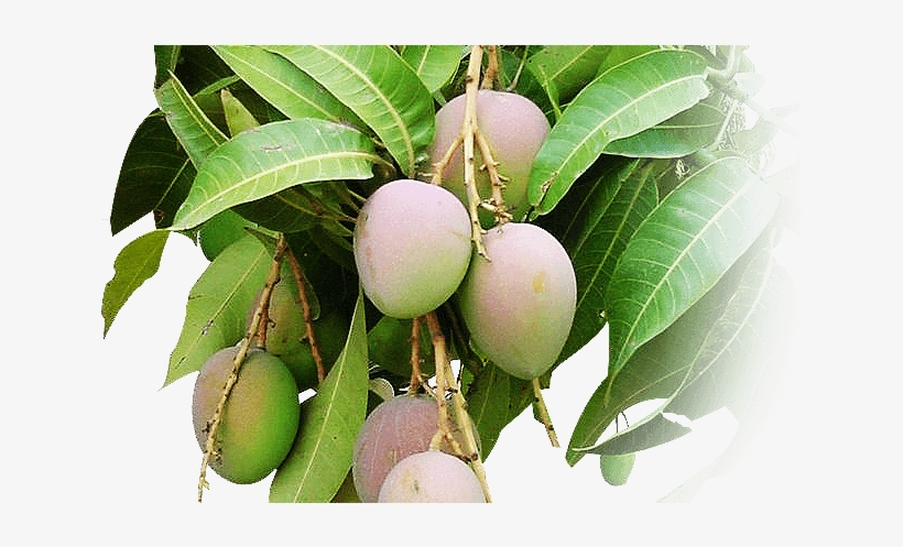 Detail Mango Tree Png Nomer 28