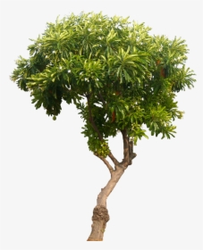 Detail Mango Tree Png Nomer 5