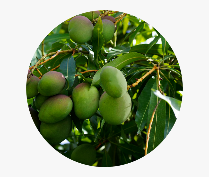 Detail Mango Tree Png Nomer 41