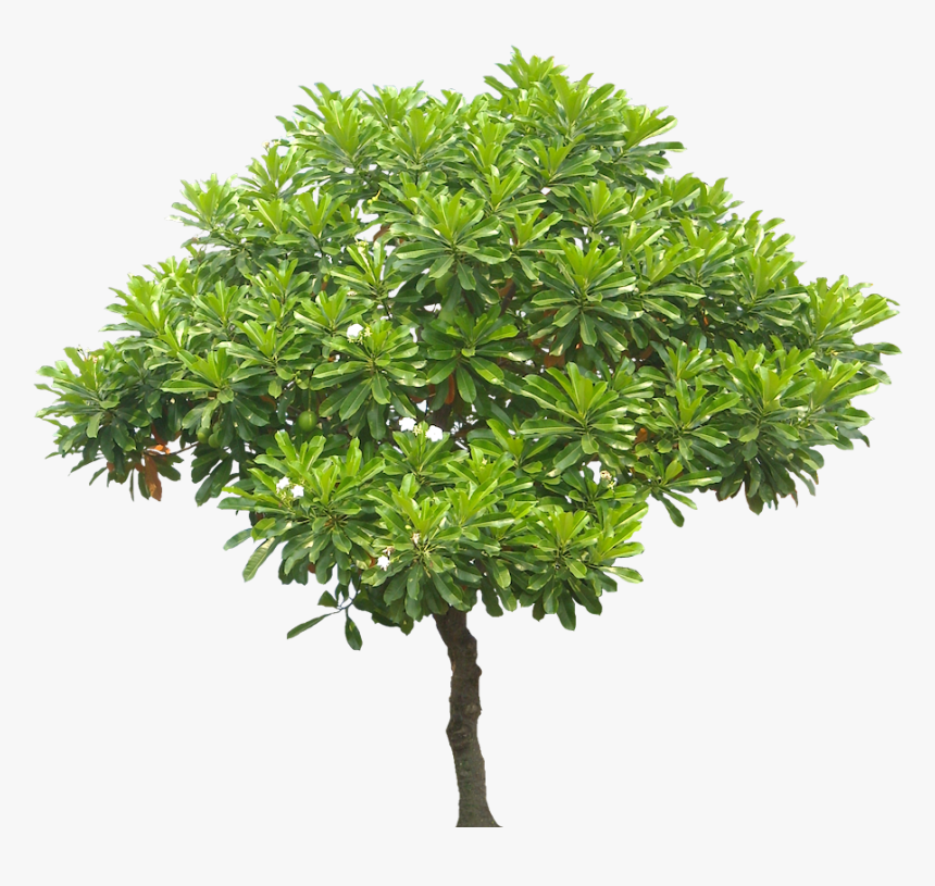 Detail Mango Tree Png Nomer 8