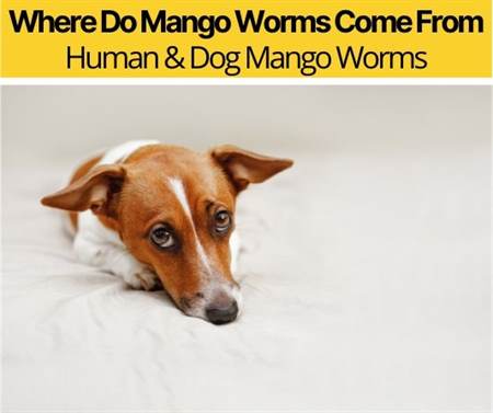 Detail Mango Worms In Dogs 2020 Nomer 15