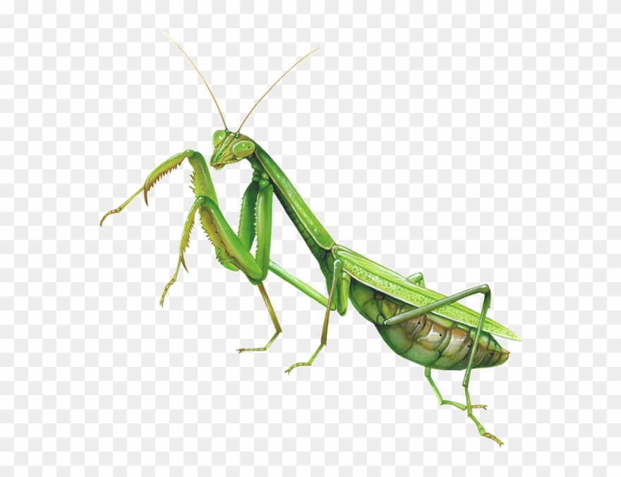 Detail Mantis Clipart Nomer 17