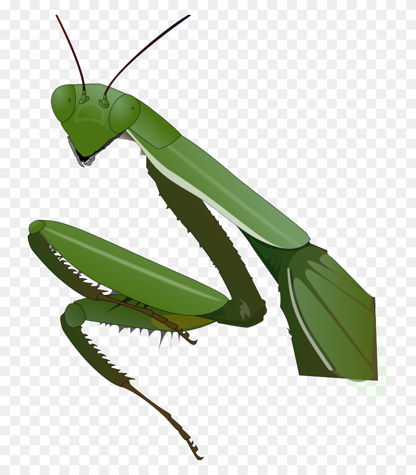 Detail Mantis Clipart Nomer 31