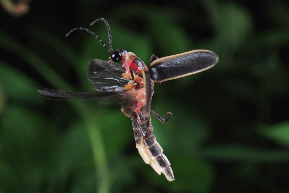 Detail Mantis Dragonfly External Frame Pack Nomer 32