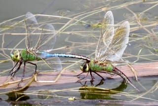 Detail Mantis Dragonfly External Frame Pack Nomer 55