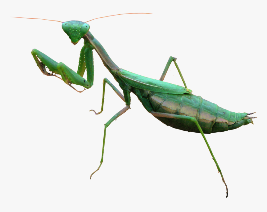 Mantis Png - KibrisPDR