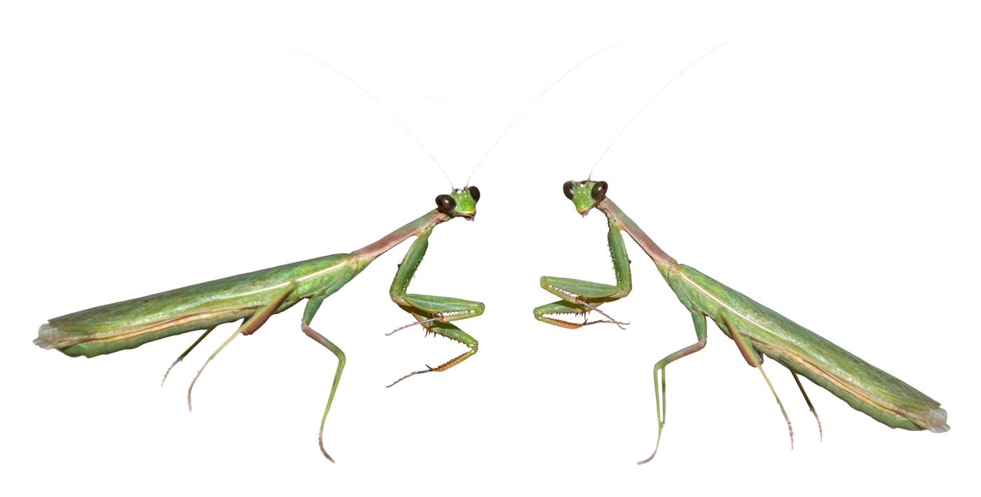 Detail Mantis Png Nomer 14