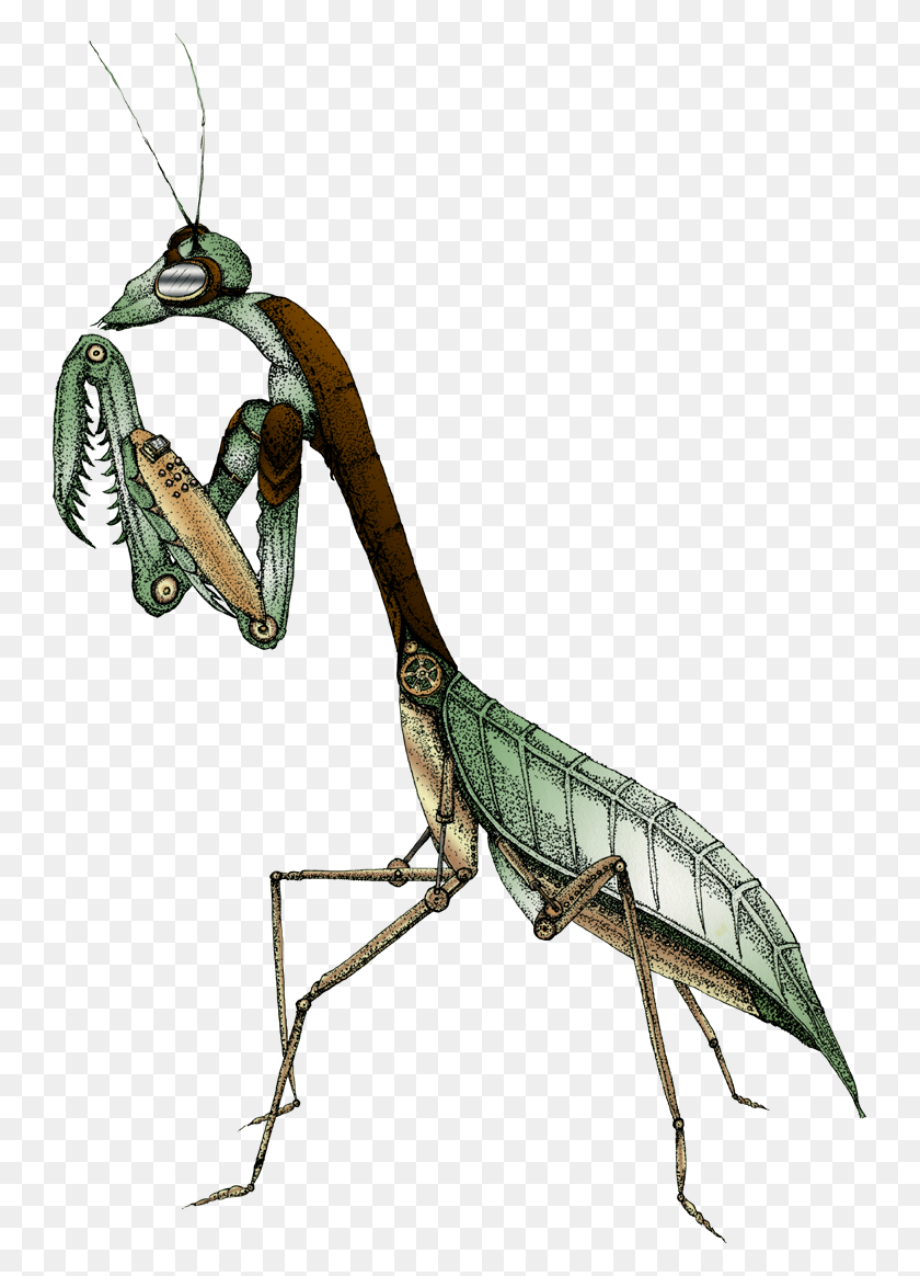 Detail Mantis Png Nomer 35