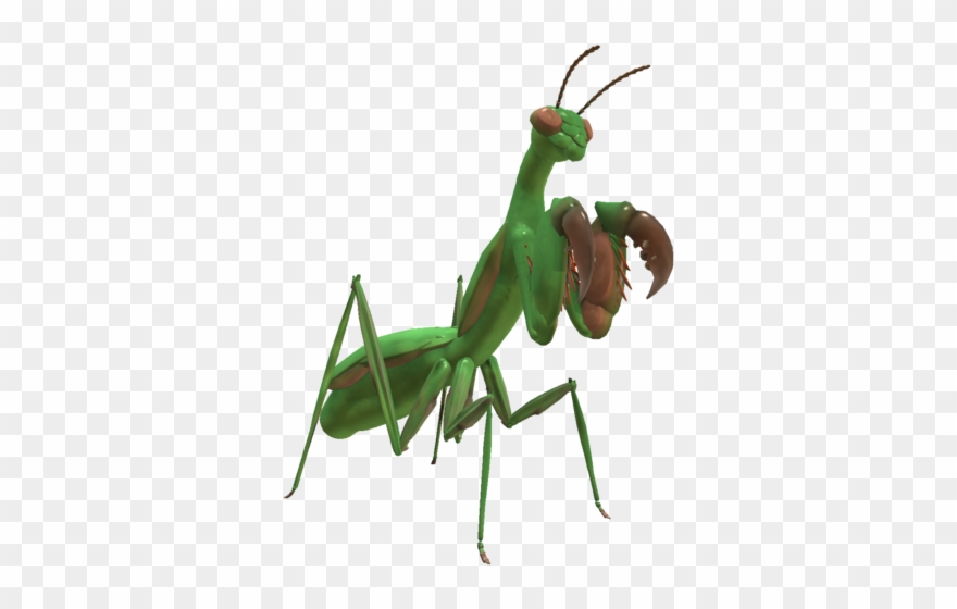Detail Mantis Png Nomer 51