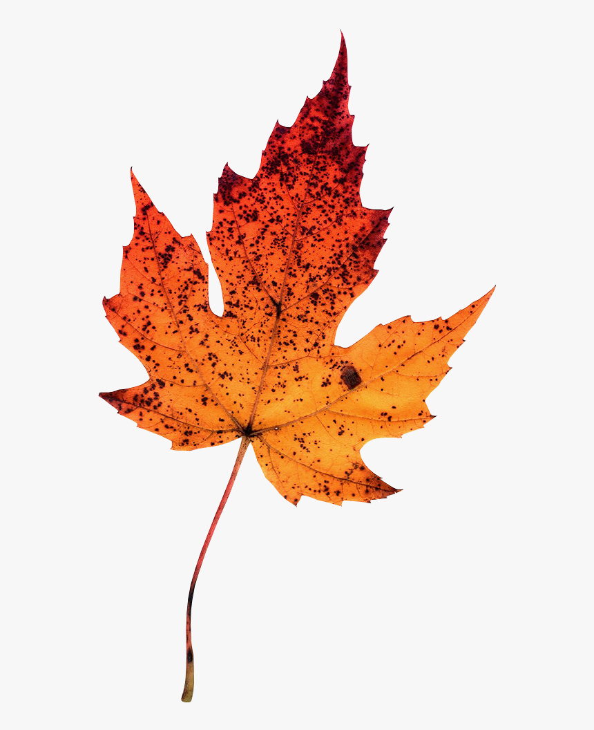 Detail Maple Leaf Photography Nomer 29
