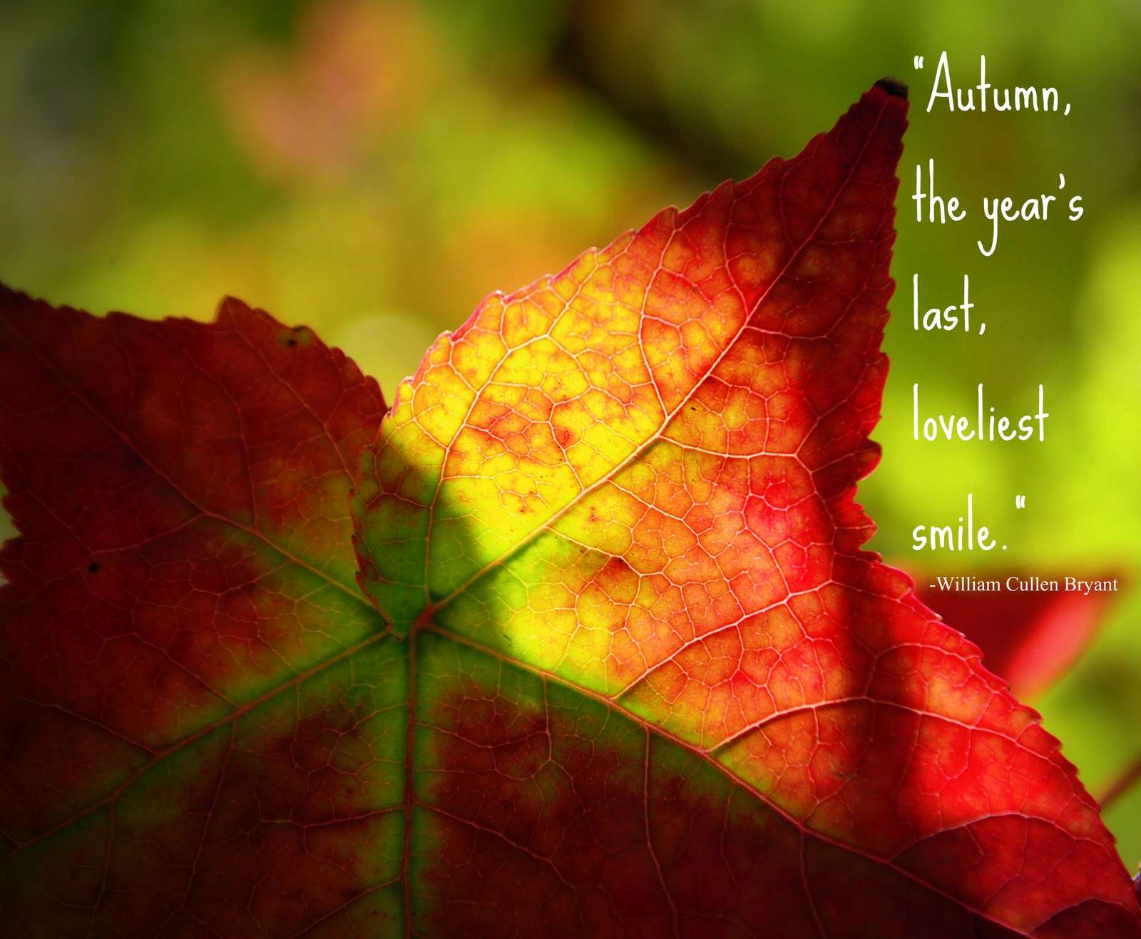 Detail Maple Leaf Quotes Nomer 2