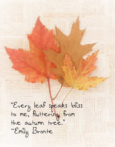 Detail Maple Leaf Quotes Nomer 14