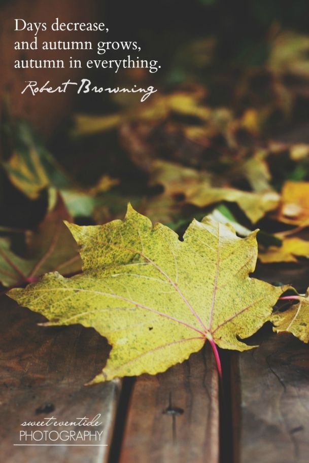 Detail Maple Leaf Quotes Nomer 3