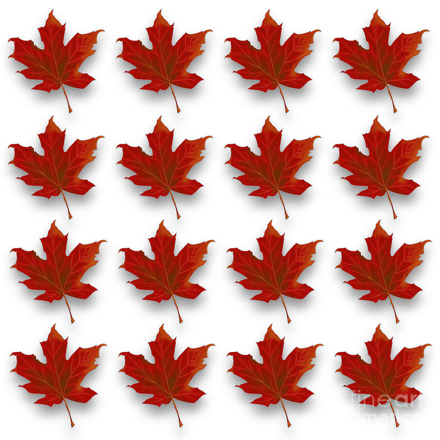Detail Maple Leaf Quotes Nomer 39