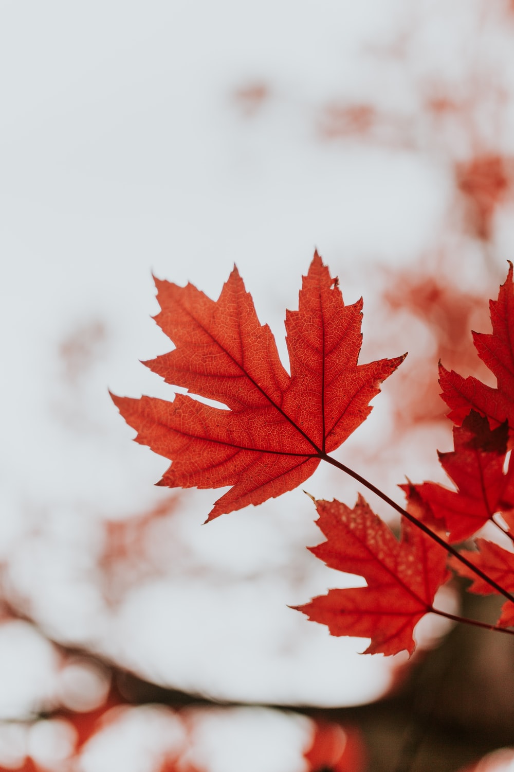Maple Leaf Wallpaper - KibrisPDR