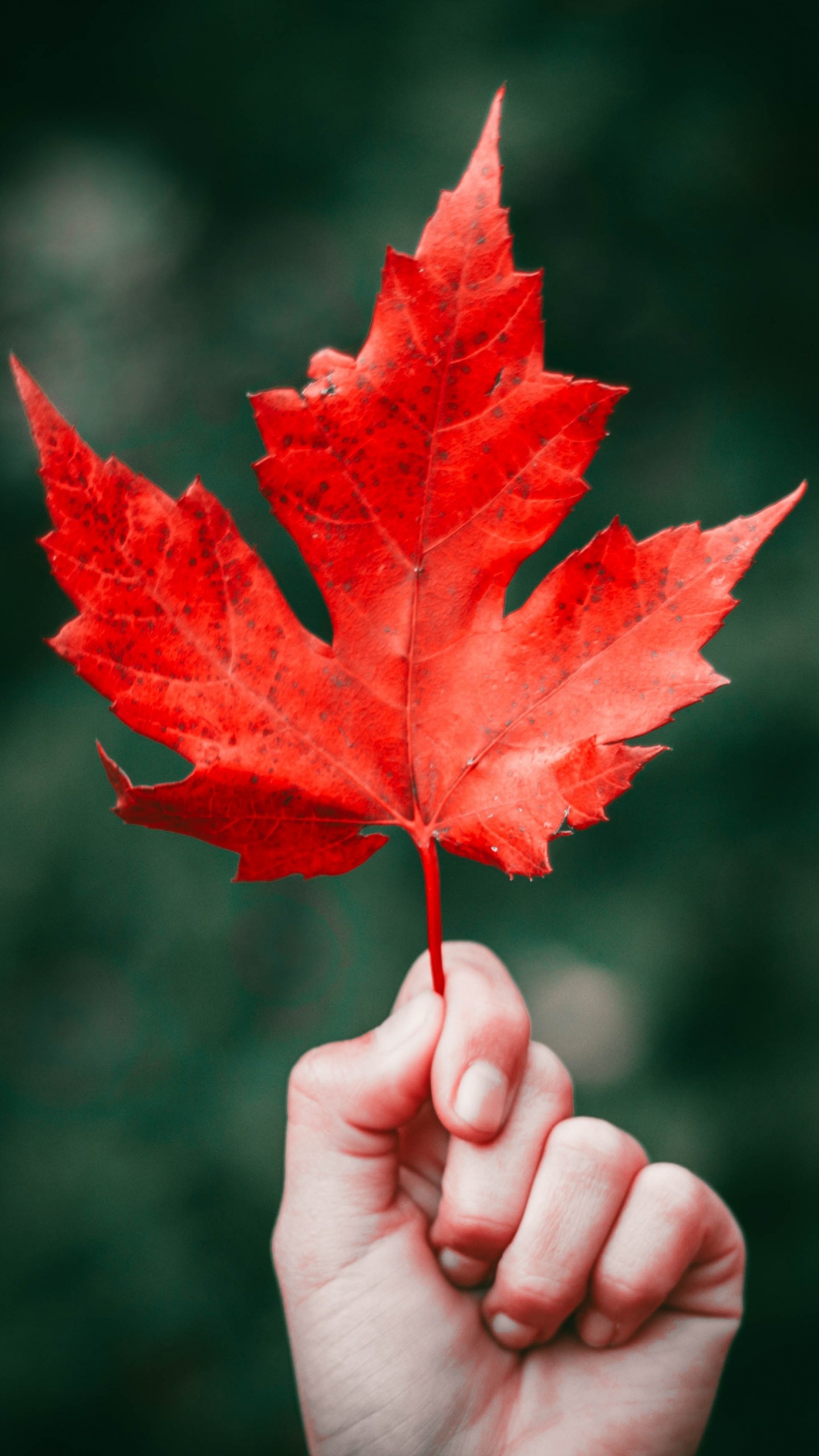 Detail Maple Leaf Wallpaper Nomer 13