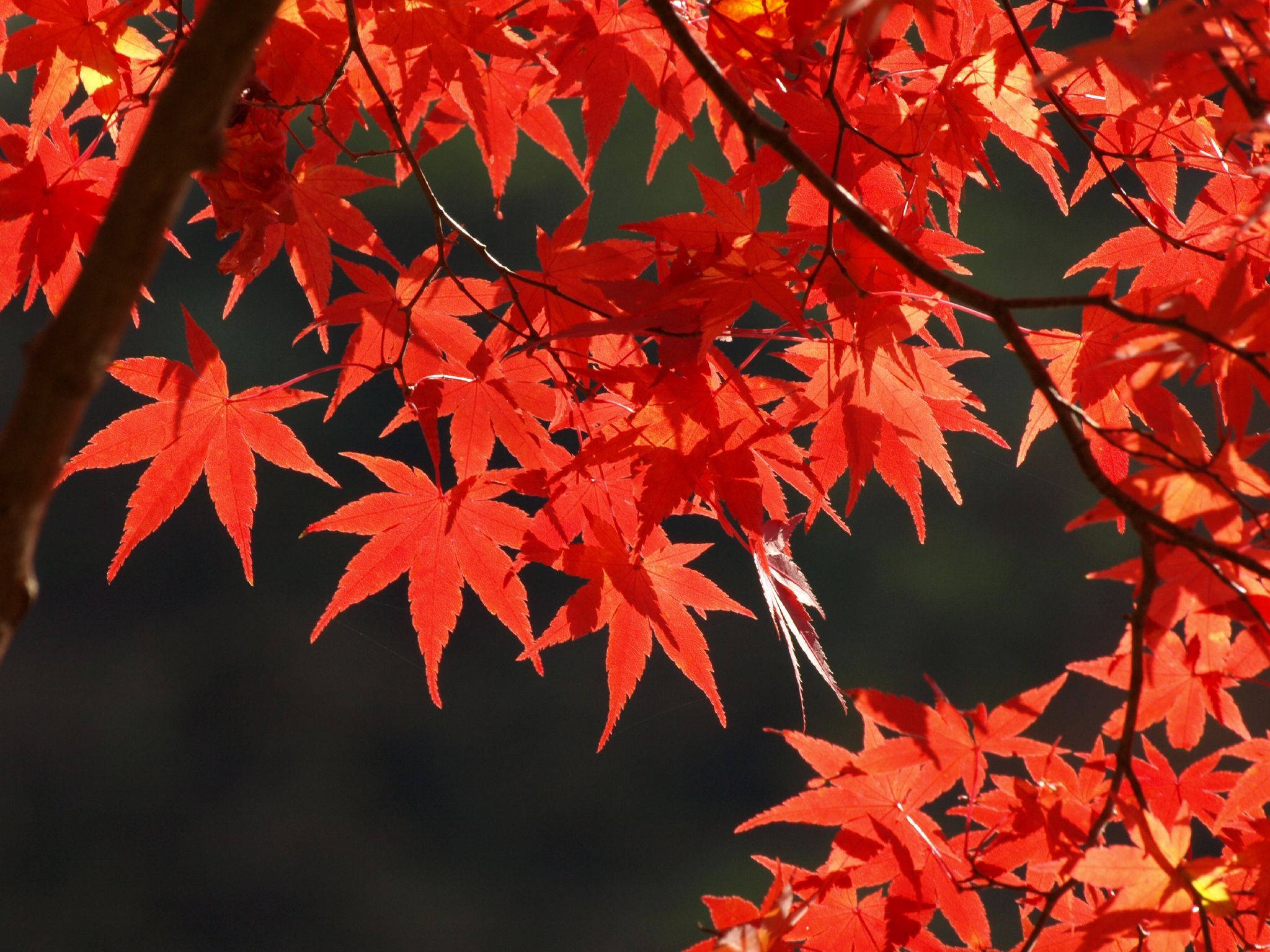 Detail Maple Leaf Wallpaper Nomer 14