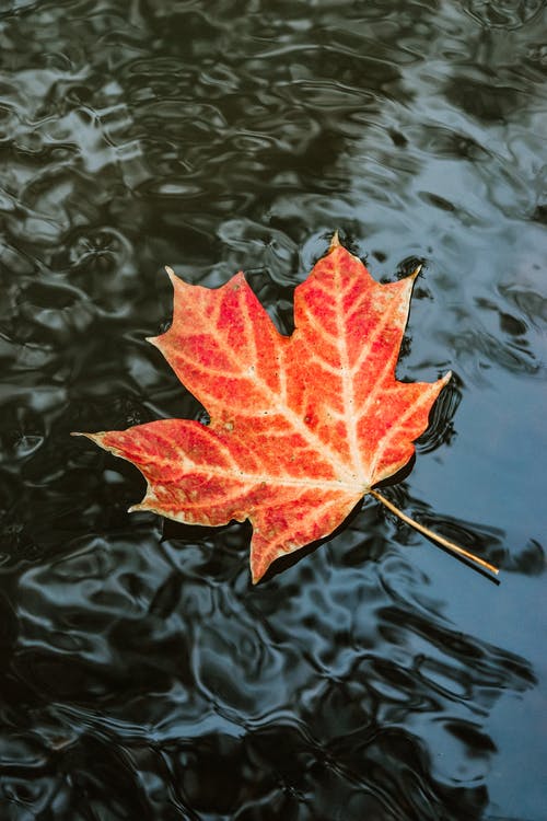 Detail Maple Leaf Wallpaper Nomer 17