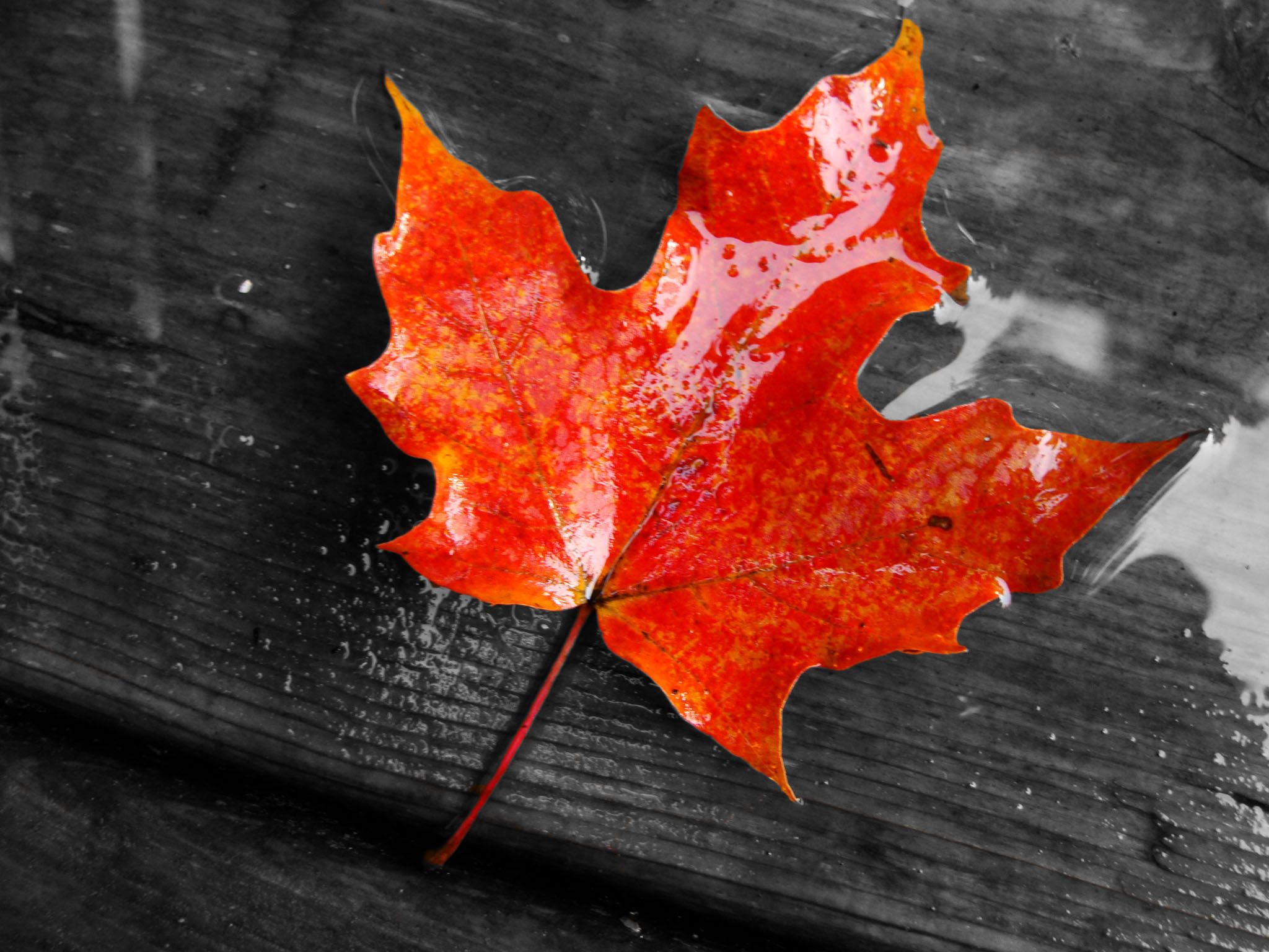 Detail Maple Leaf Wallpaper Nomer 18