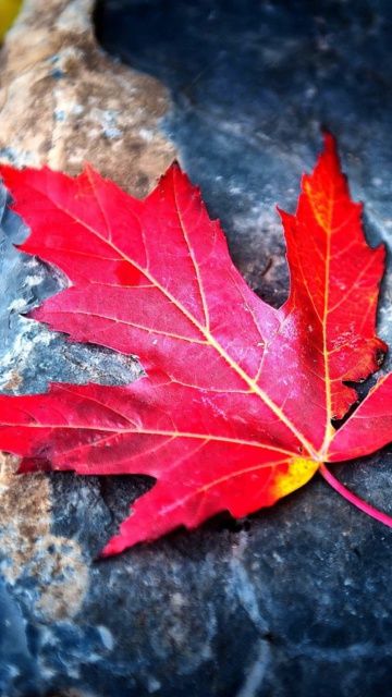 Detail Maple Leaf Wallpaper Nomer 22