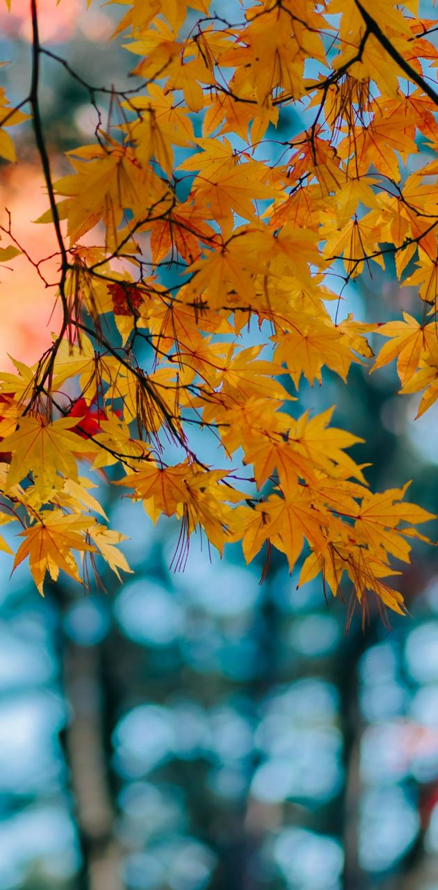 Detail Maple Leaf Wallpaper Nomer 23