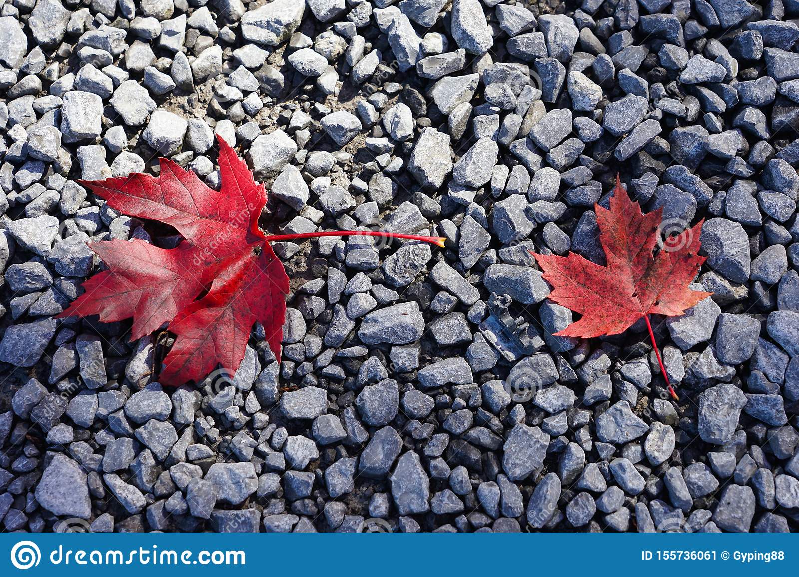 Detail Maple Leaf Wallpaper Nomer 25