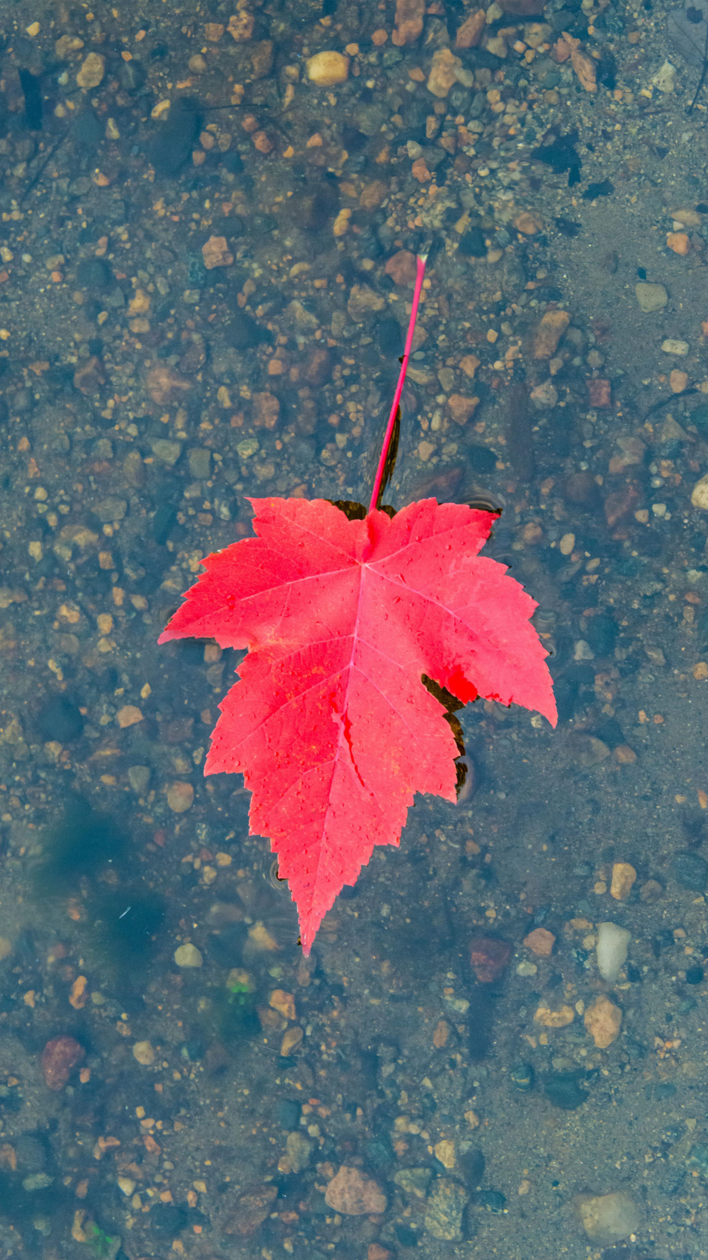 Detail Maple Leaf Wallpaper Nomer 27