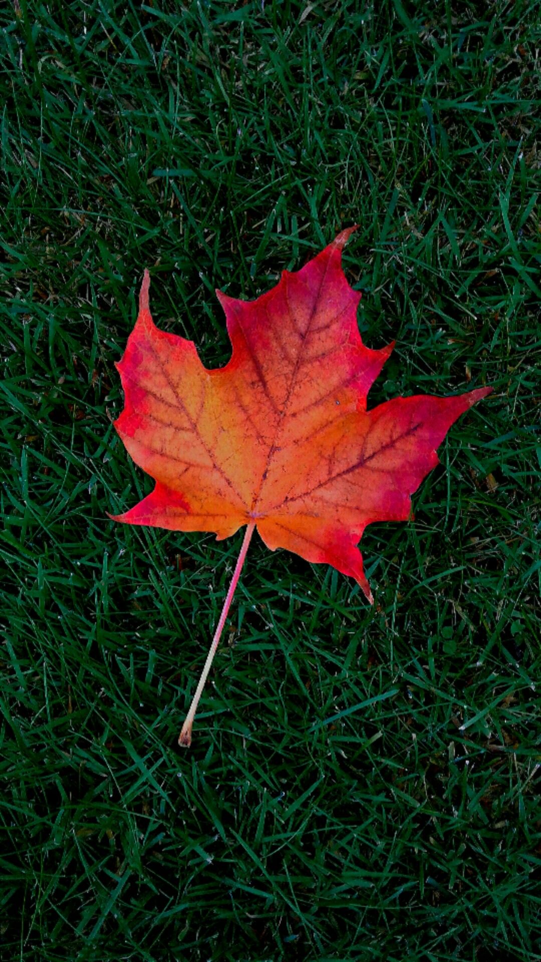 Detail Maple Leaf Wallpaper Nomer 4