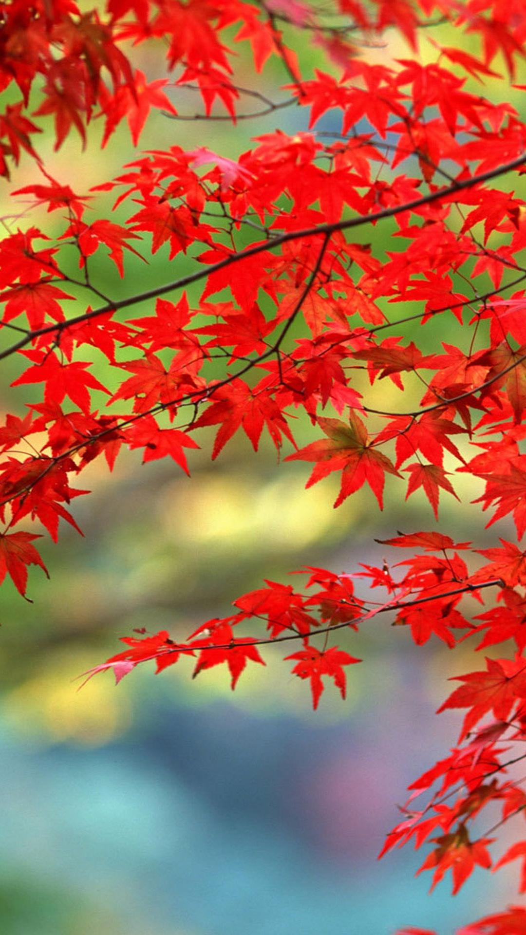 Detail Maple Leaf Wallpaper Nomer 30