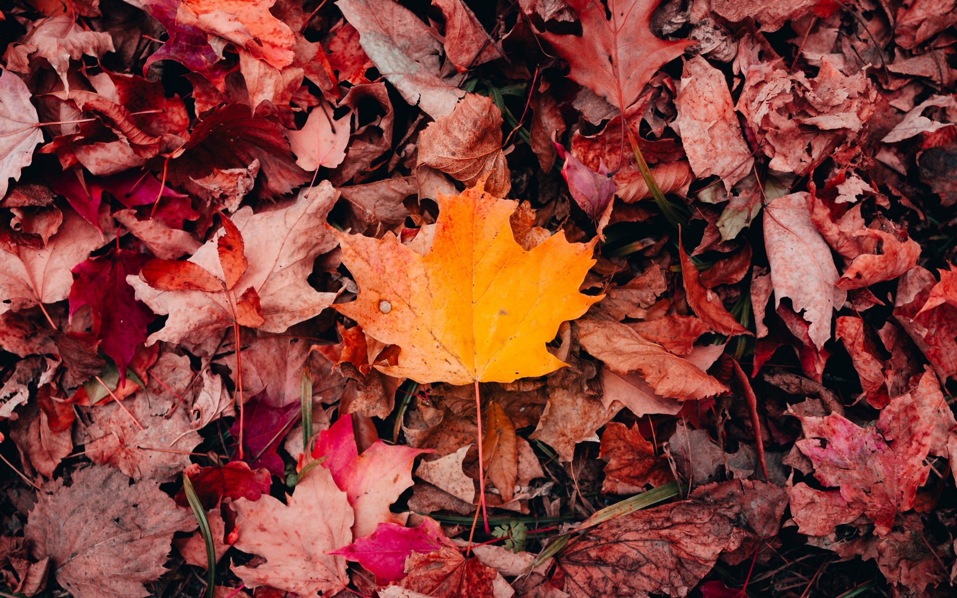 Detail Maple Leaf Wallpaper Nomer 31