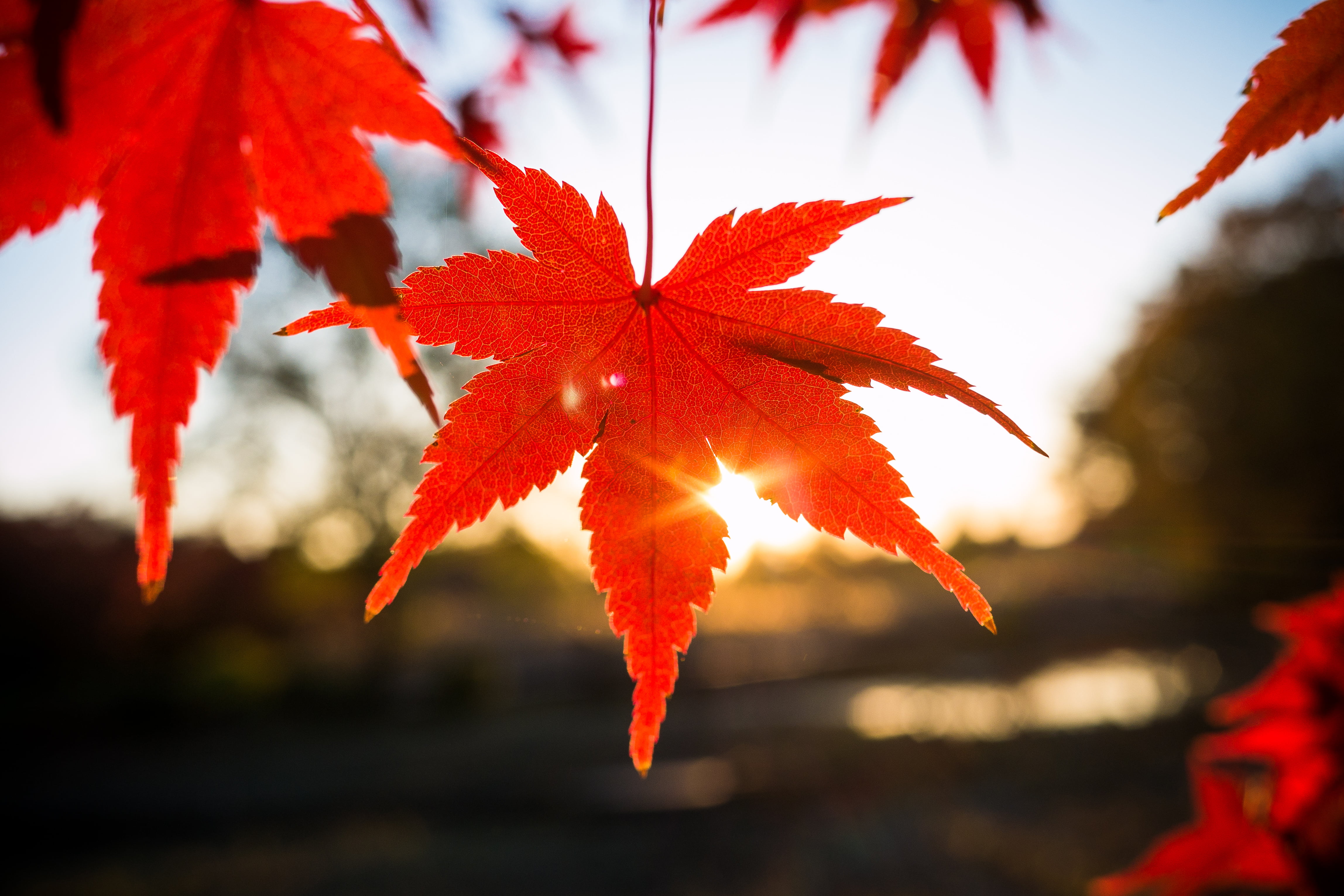Detail Maple Leaf Wallpaper Nomer 33