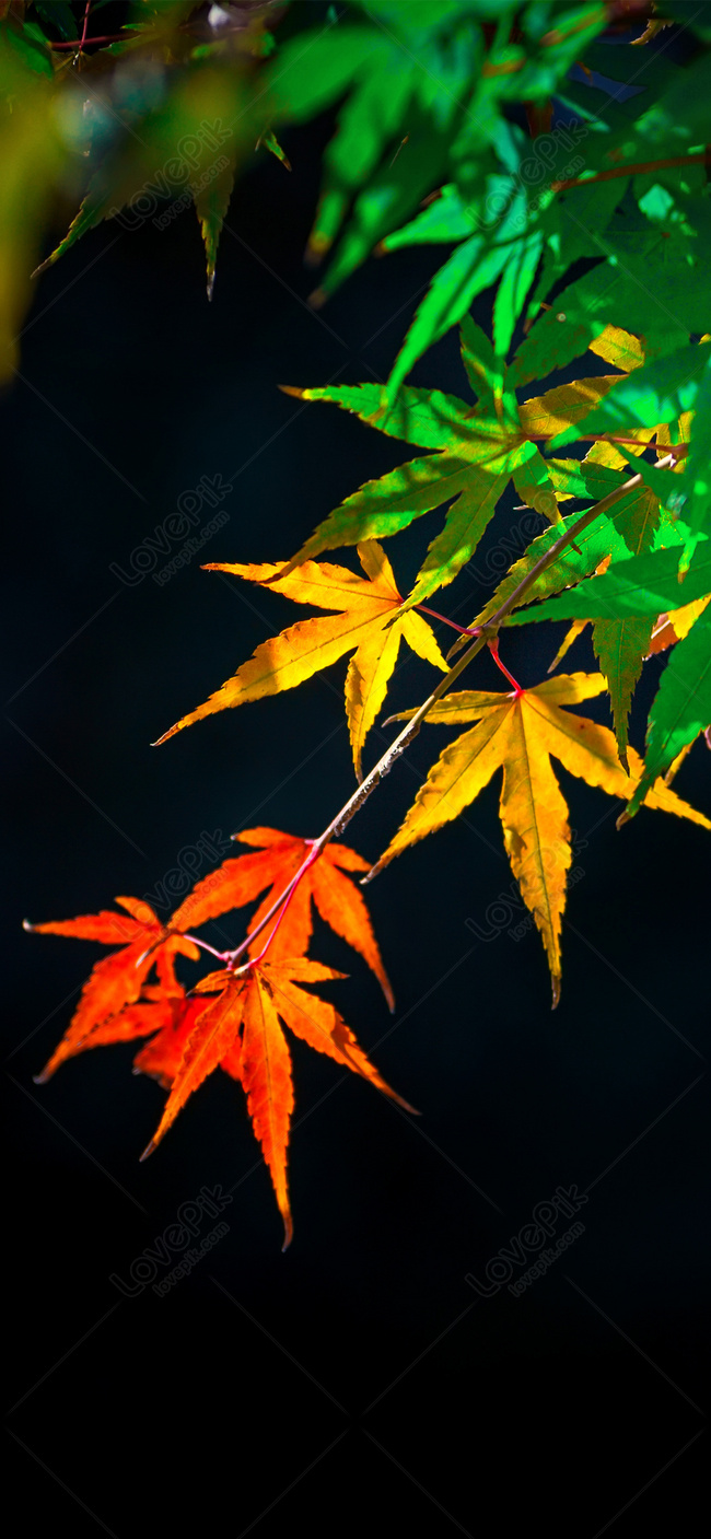 Detail Maple Leaf Wallpaper Nomer 34