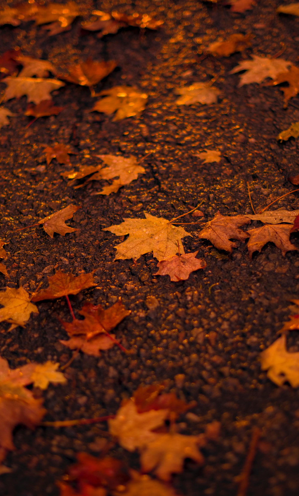Detail Maple Leaf Wallpaper Nomer 36