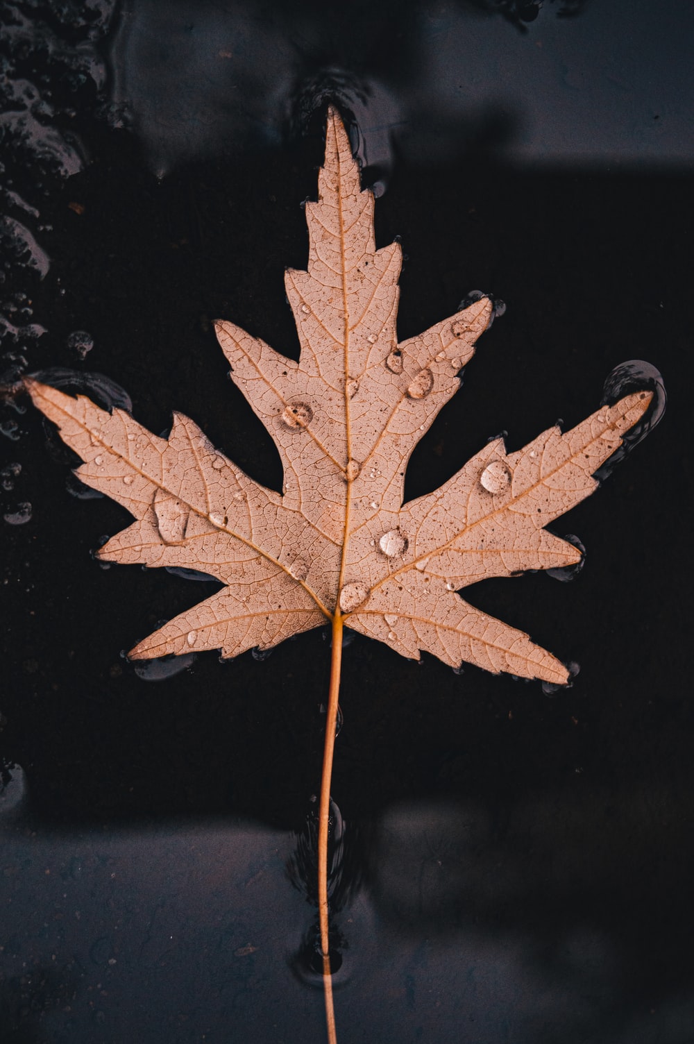 Detail Maple Leaf Wallpaper Nomer 38
