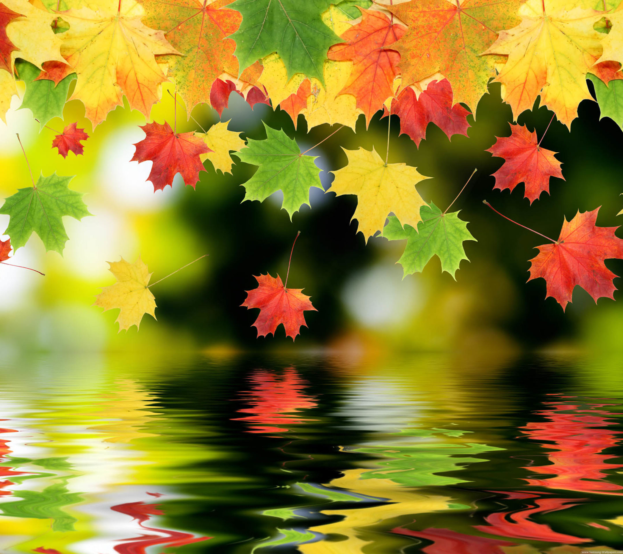 Detail Maple Leaf Wallpaper Nomer 40