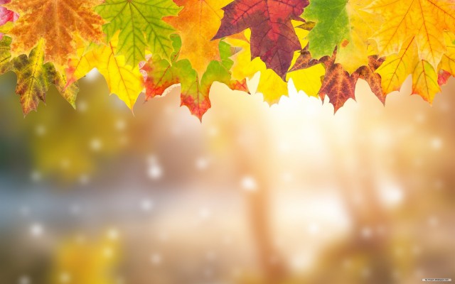 Detail Maple Leaf Wallpaper Nomer 42
