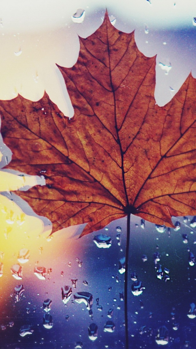 Detail Maple Leaf Wallpaper Nomer 46