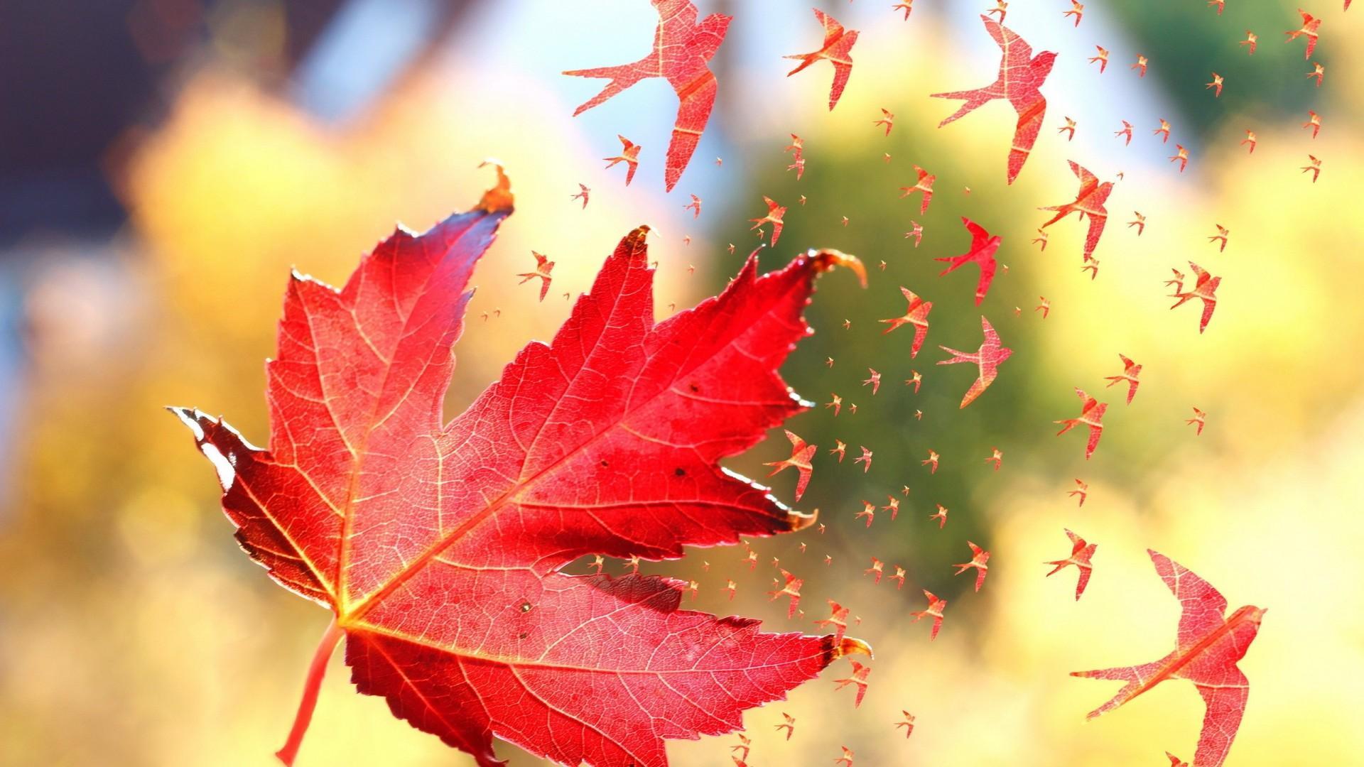 Detail Maple Leaf Wallpaper Nomer 48