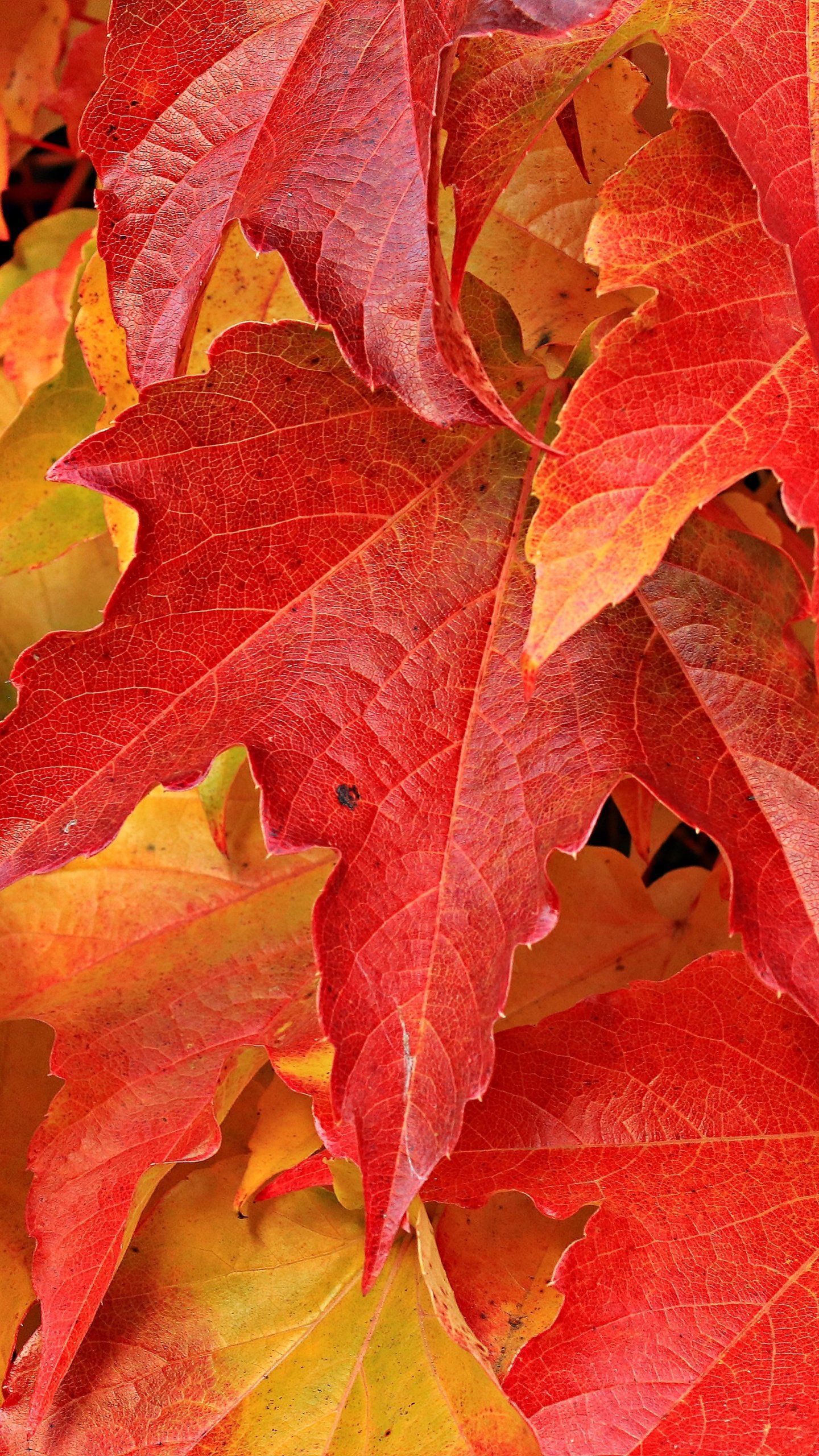 Detail Maple Leaf Wallpaper Nomer 7
